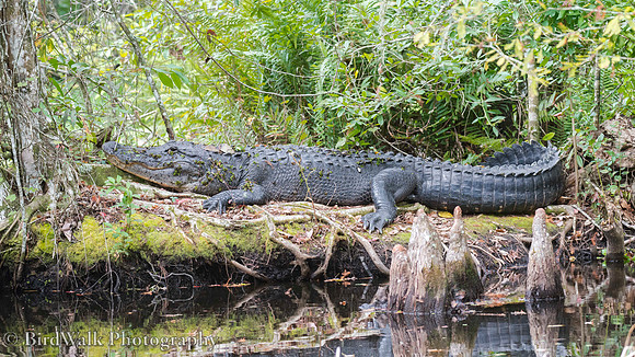 10 Alligator (10 2016)