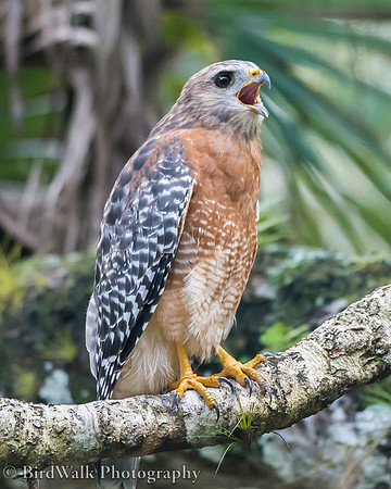 25 Red-shouldered Hawk (06 2014)
