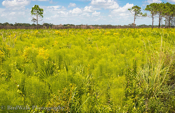 23 Mayakka Field (07 2014)