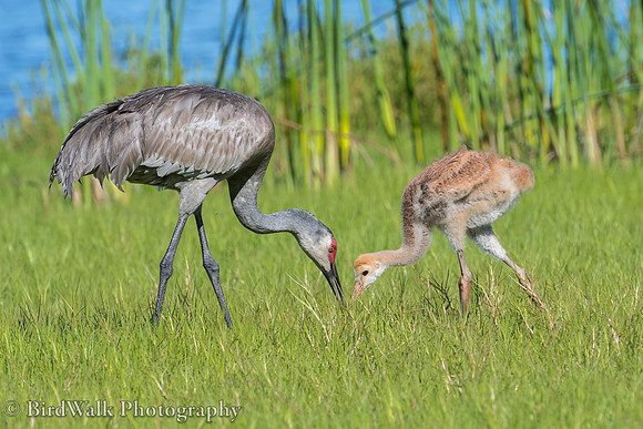 22 Sandhill Crane (04 2019)