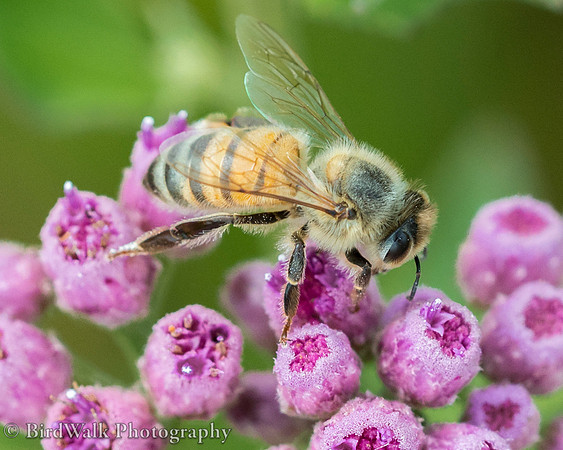 18 Bee (04 2018)